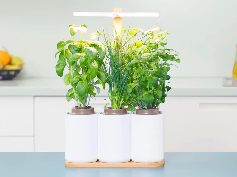 Lilo, le potager d'intérieur autonome - Mes Belles Idées cadeaux