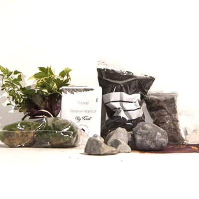 kit terrarium big forest le coin jardin