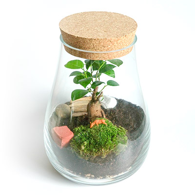 kit terrarium plantes en verre avec bonsai