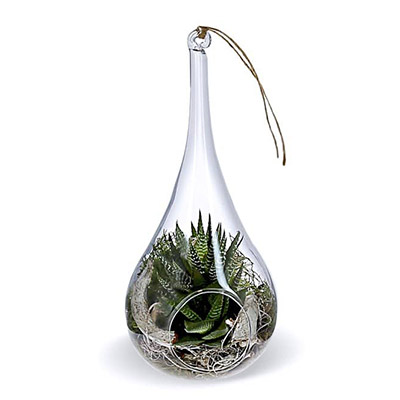 terrarium en verre goutte d'eau